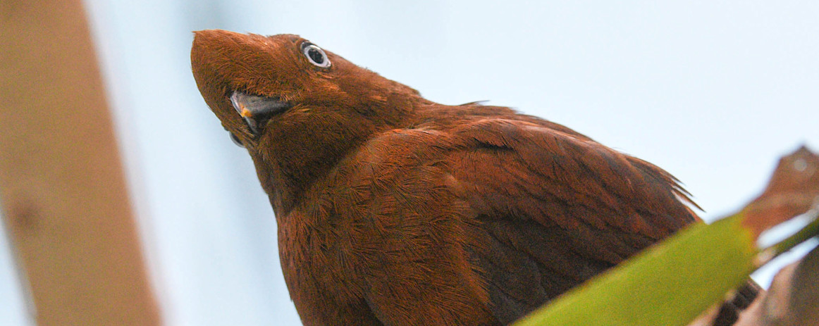 Andean Cock-of-the-rock