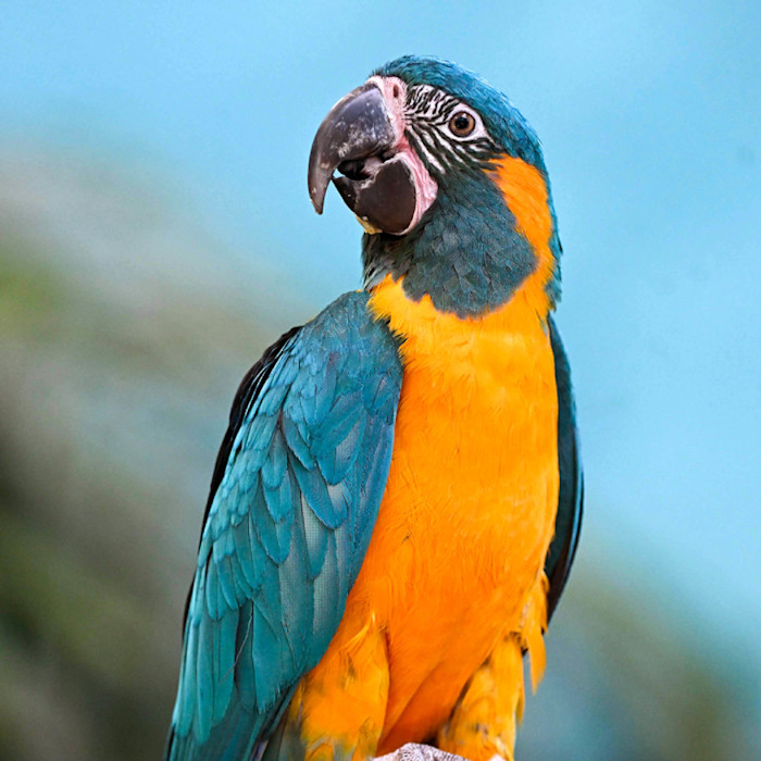 A blue-throated macaw perches on a branch, displaying bright blue wings and tail feathers, a golden-yellow chest, and a distinctive blue patch on its throat and face.