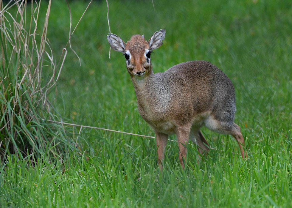 A Kirk's dik-dik standing in grass, showing its small, slender body, large dark eyes, and short legs.