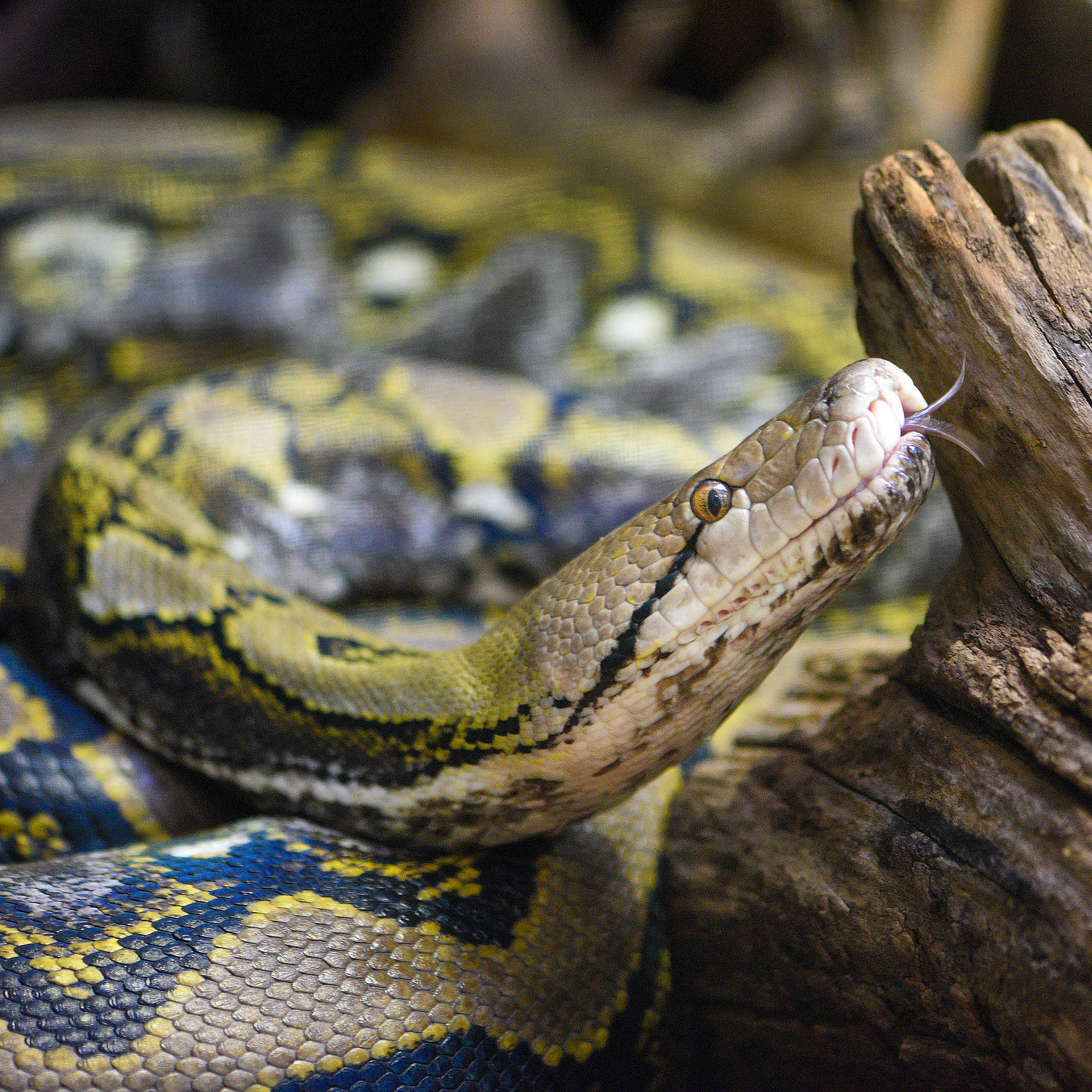 A reticulated python extends its tongue out, displaying its intricate pattern of dark diamond-shaped markings on golden-brown scales.