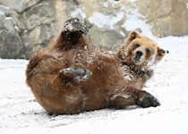 A brown bear rolls on its back in the snow. 