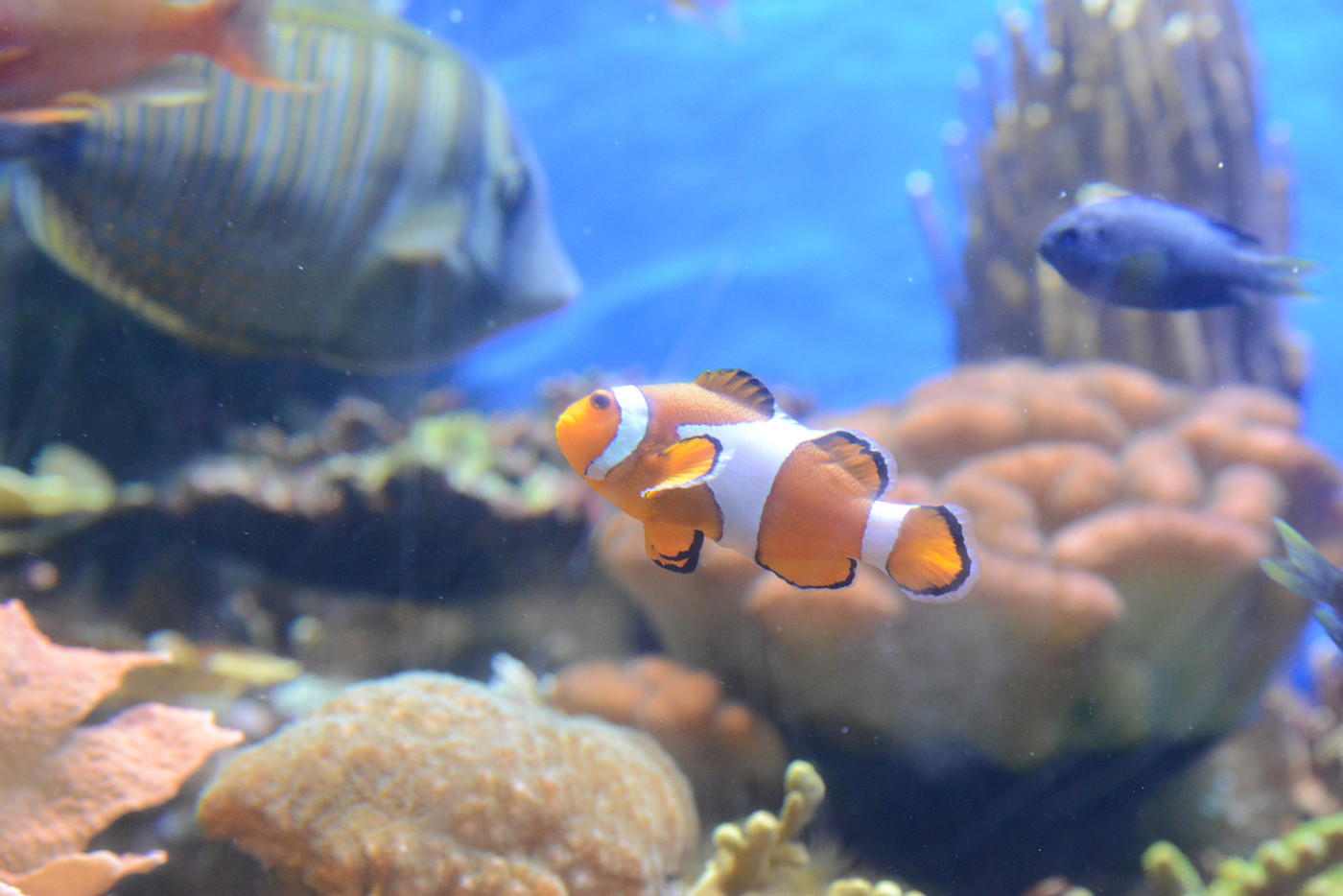An orange and white striped clownfish swims through the water. 