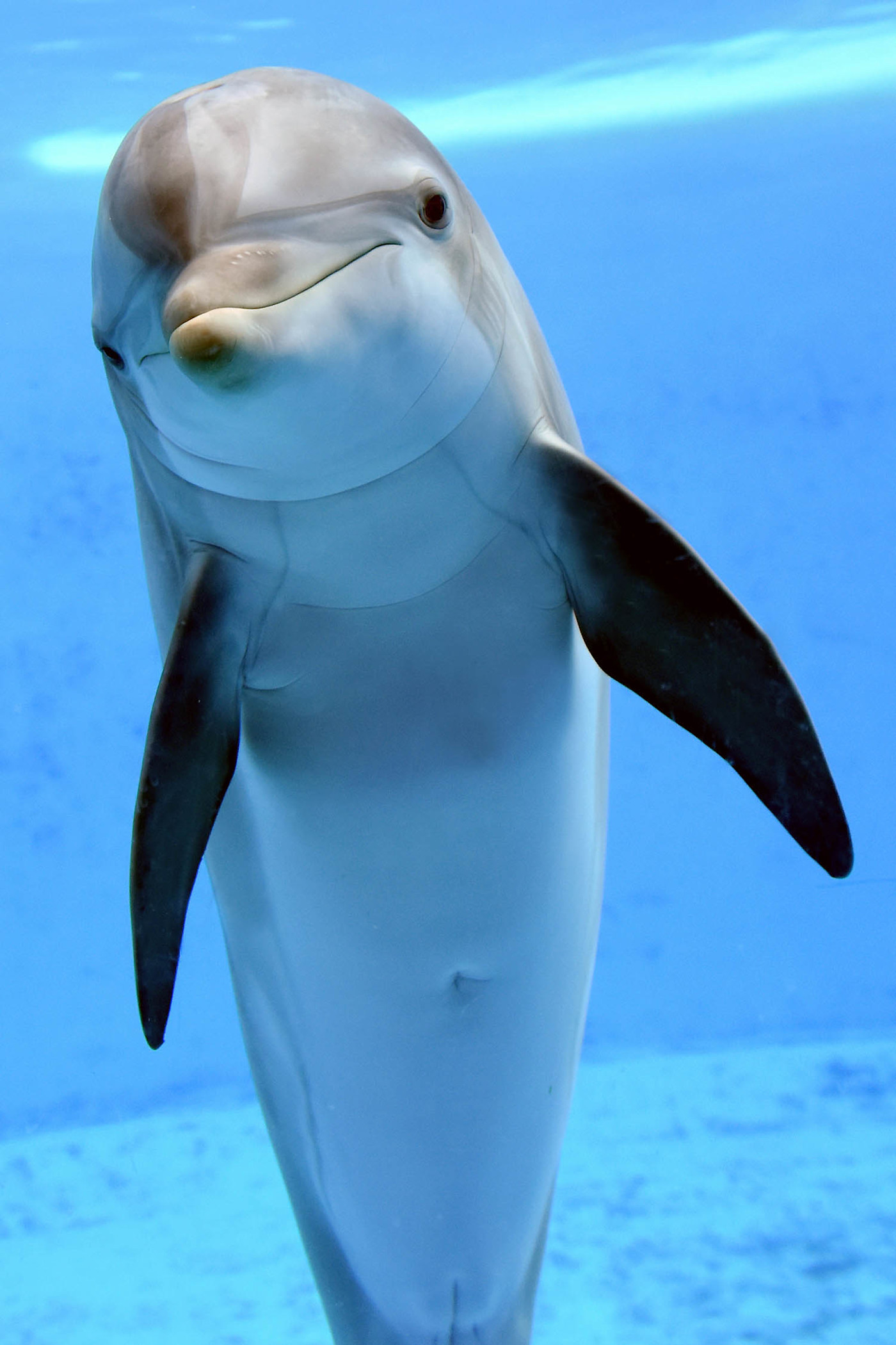 A bottlenose dolphin floats vertically underwater.