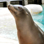 A California sea lion sits out of the water, looking up.