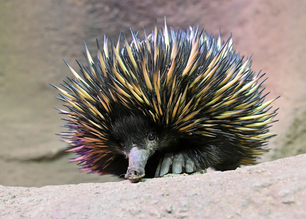 A short-beaked echidna on sandy ground, showing its spiny back, small snout, and clawed feet.
