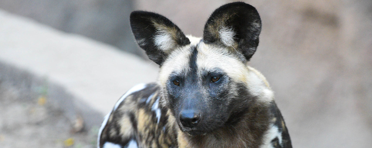 African Painted Dog
