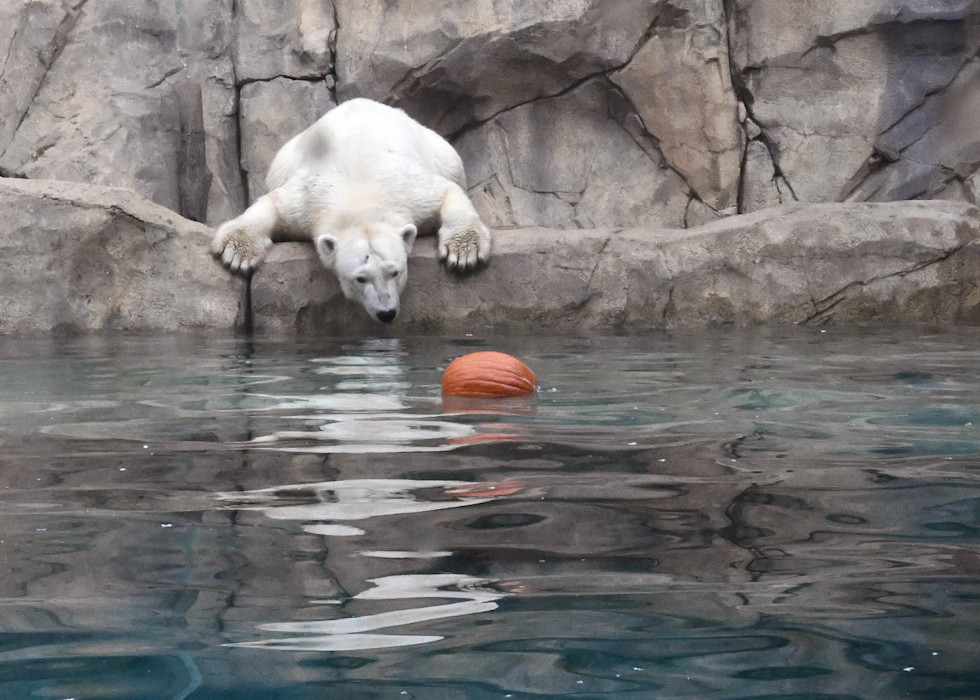 A polar bear leans over a ledge looking at a pumpkin floating in the water.