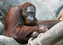 An orange Bornean orangutan with a long, wide face sits on a branch.
