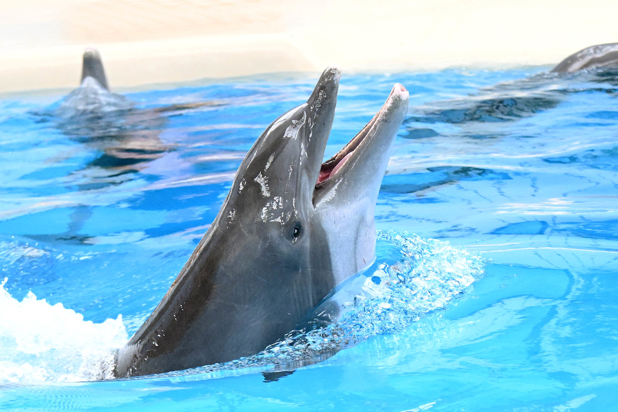 A bottlenose dolphin pokes her head out of the water. 