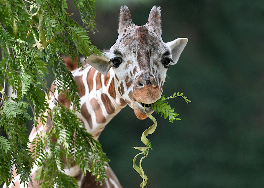 A reticulated giraffe eats a mouthful of leaves.