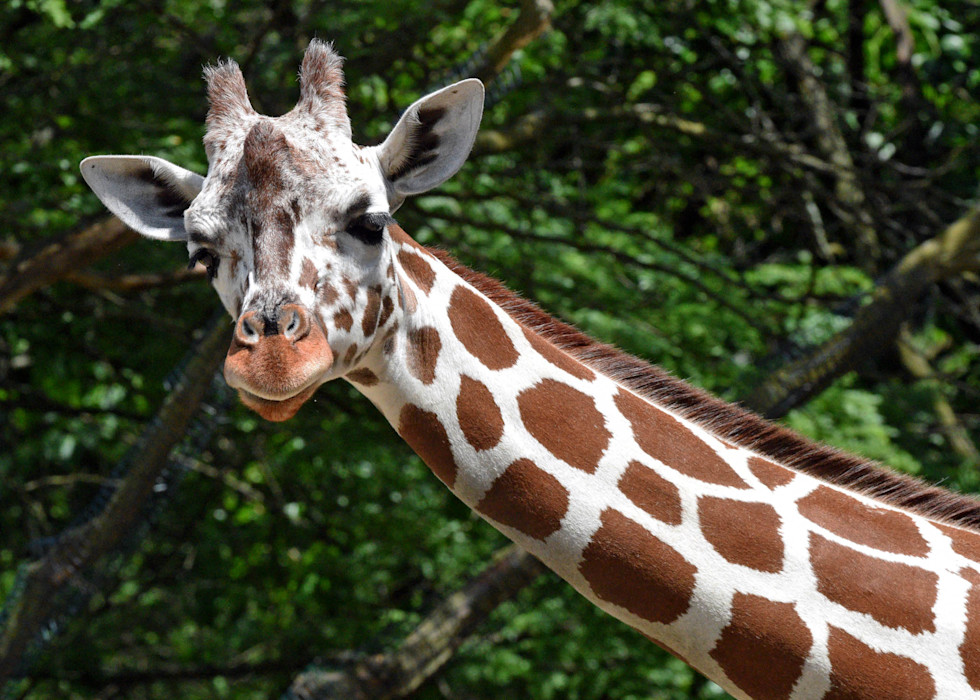 Reticulated giraffe with a white-lined patchwork coat.