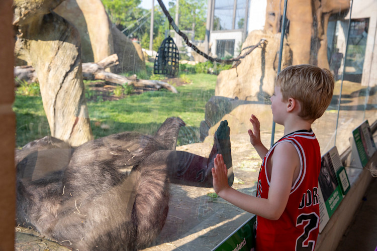 A child puts their hands on a window that has a gorilla behind it