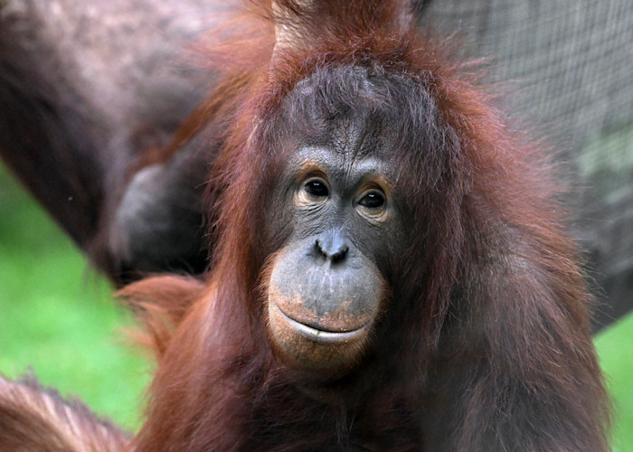 An orange orangutan looks right ahead. 