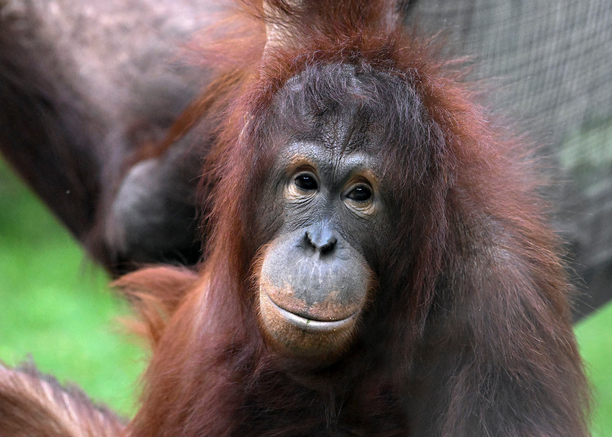 An orange orangutan looks right ahead. 