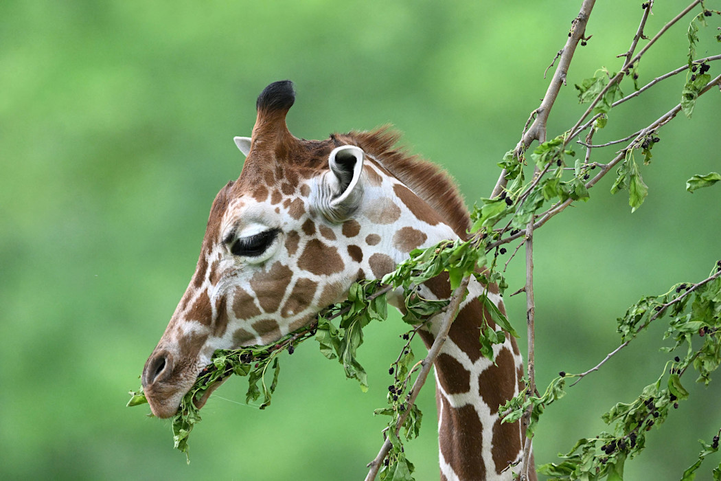 A giraffe eats leaves off of a branch. 
