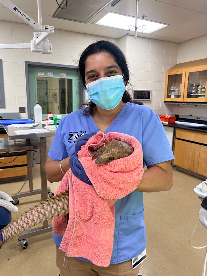 Veterinary staff at Brookfield Zoo Chicago poses with a pangolin.