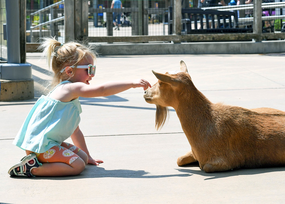 A child reaches her arm towards a goat with red fur. 