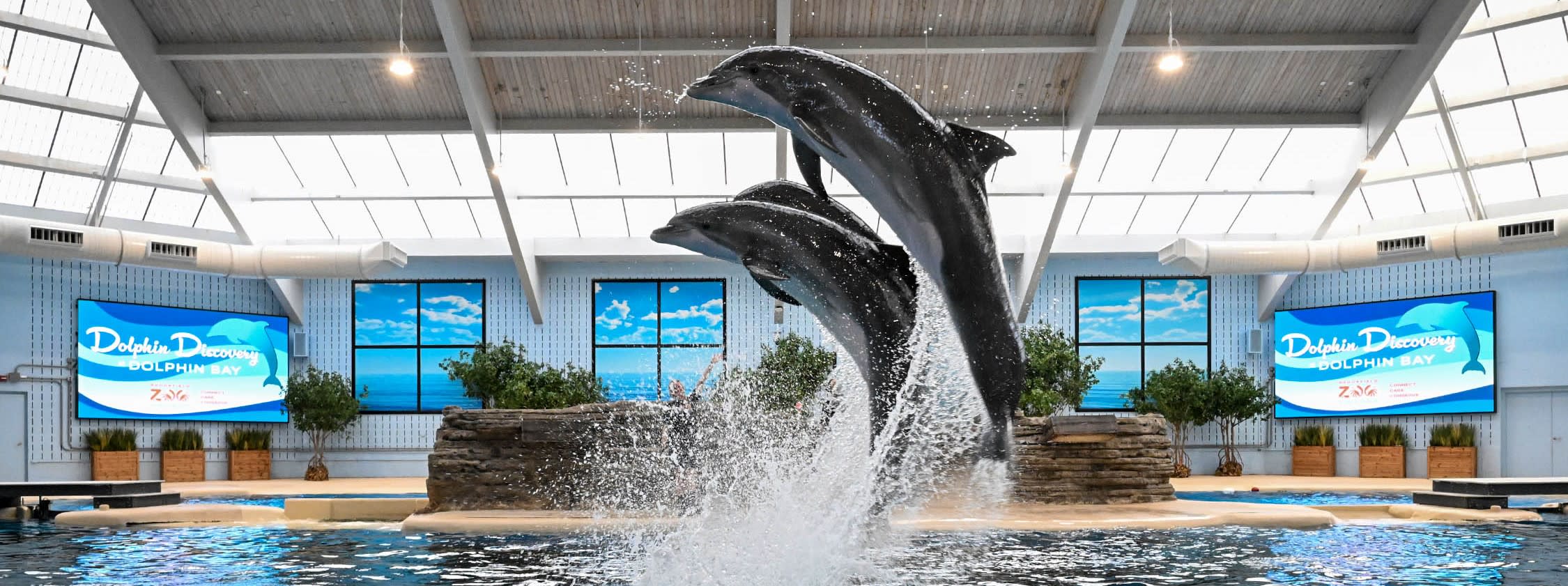 A photograph of two dolphins jumping out of the water at Dolphin Discovery at Brookfield Zoo Chicago.