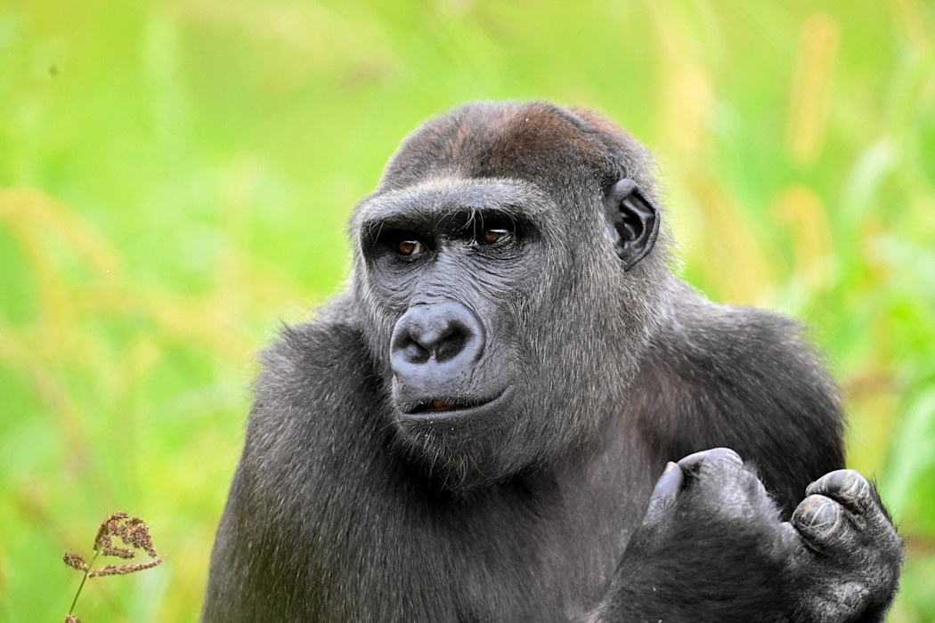 A female Western lowland gorllla sits in a grassy area, looking off to the right.