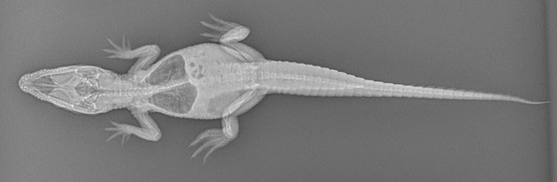 An x-ray of a dwarf crocodile. 
