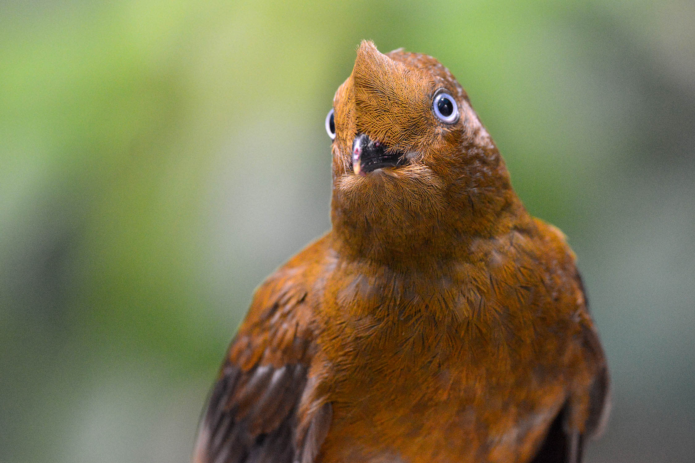An orange-tinted Andean Cock-of-the-rock stares forward with its beak towards the camera. 
