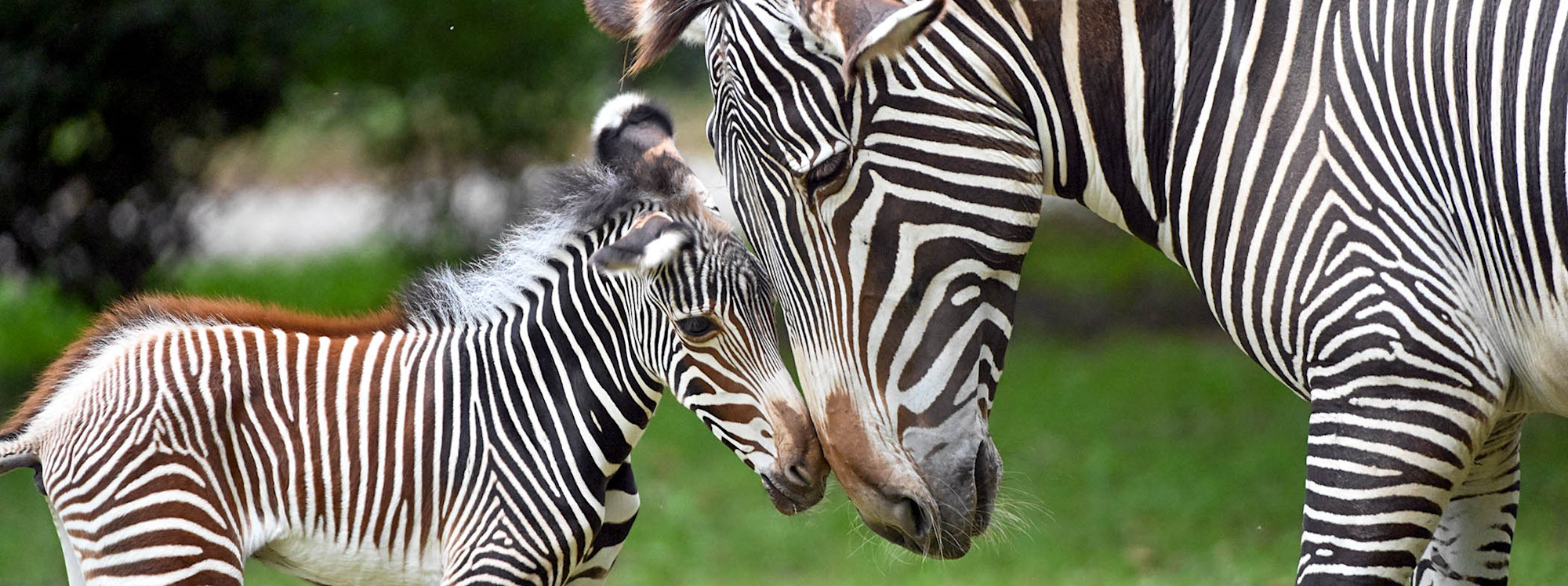 A photograph of two zebras at Brookfield Zoo Chicago