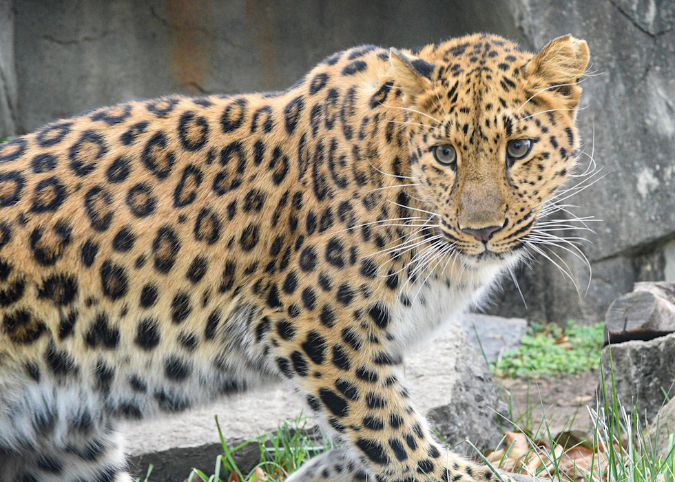 An Amur leopard stalks through a habitat showing its distinctive spotted fur. 
