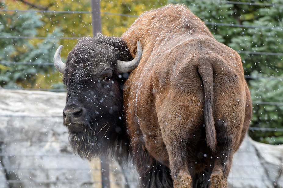 An American bison looks over its shoulder, standing in falling snow. 

