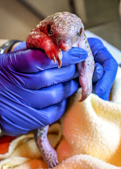 Brookfield Zoo Chicago veterinarian holds a white-bellied pangolin pup (pangopup) during a neonatal exam.