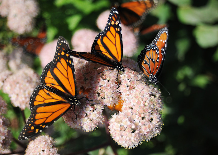 Three monarch butterflies, all with orange, white, and black wings, sit on a flower. 