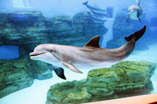 A bottlenose dolphin swims through salt water with its white underside and gray back.
