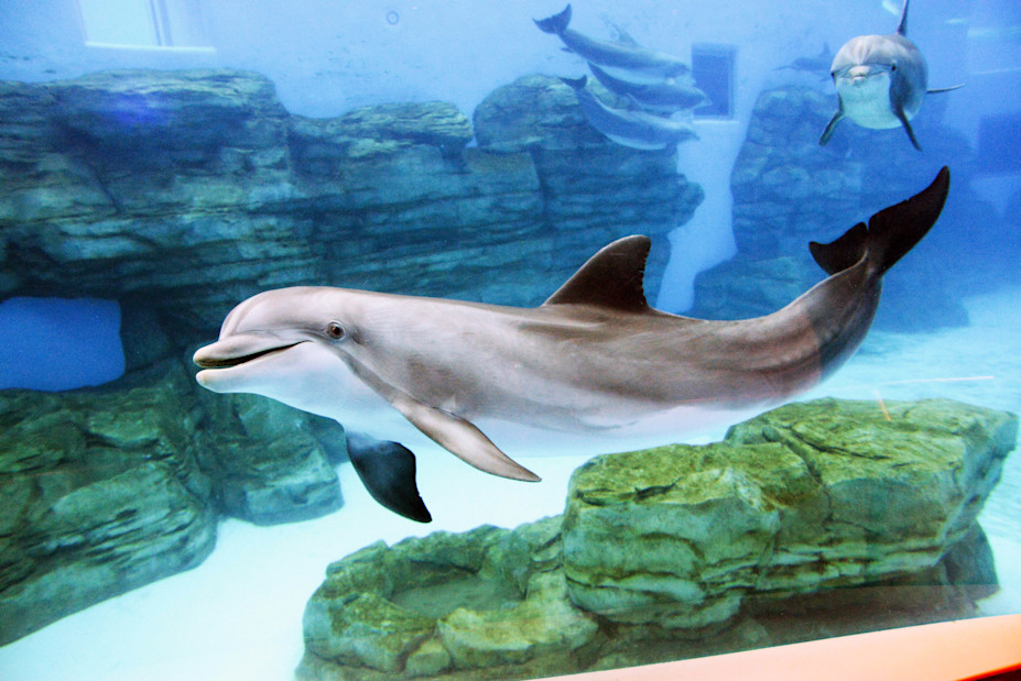 A bottlenose dolphin swims through salt water with its white underside and gray back.
