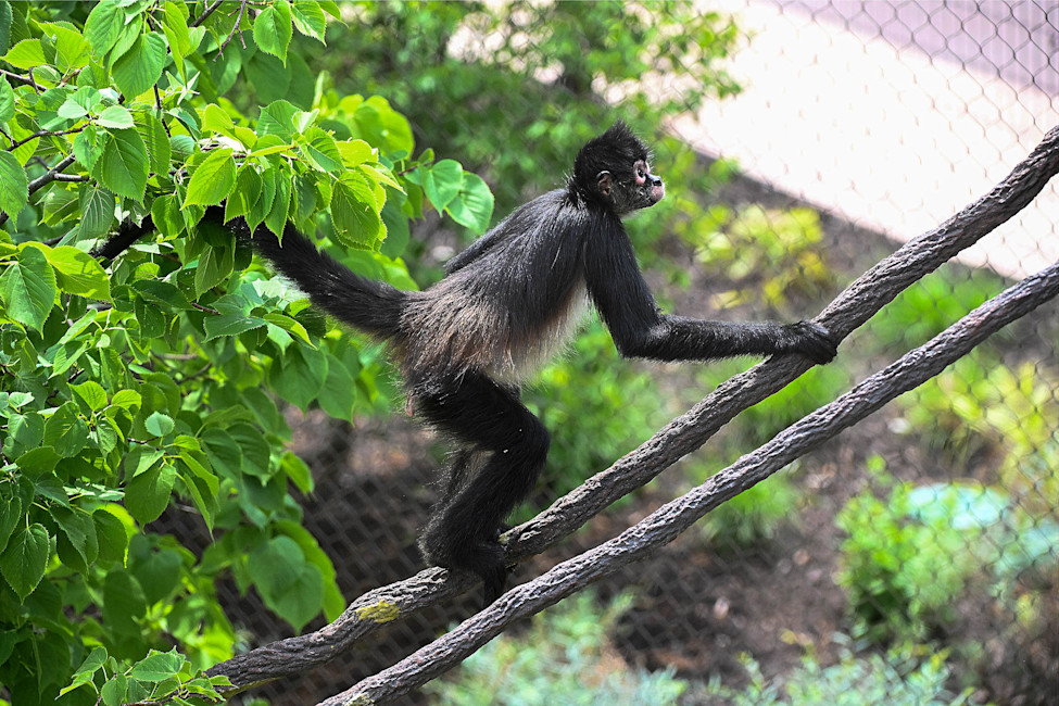 A photo of a primate climbing a branch at Brookfield Zoo Chicago.