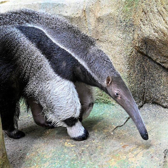 A giant anteater with a narrow face and elongated snout stands among a rocky habitat.