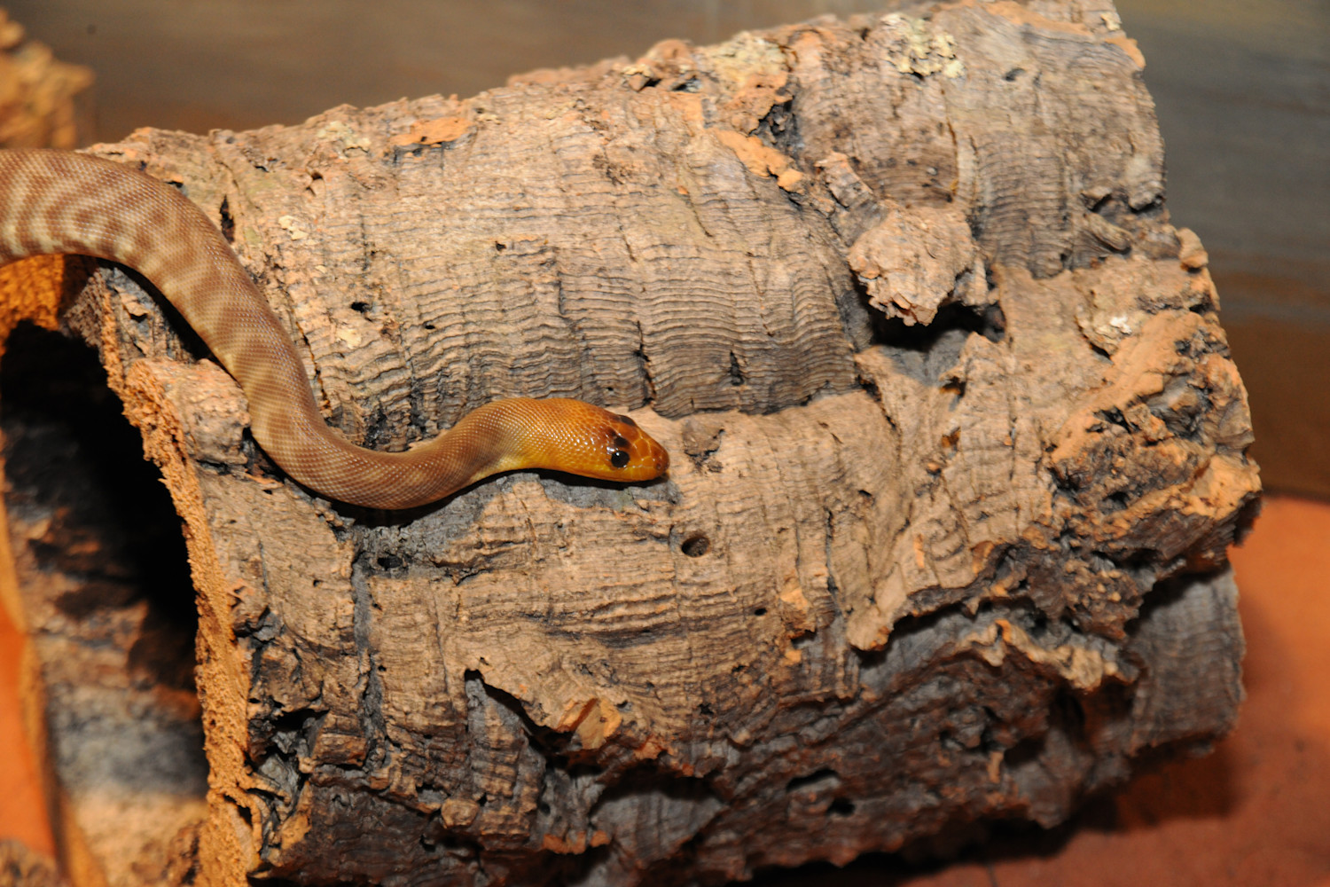 A woma python slithers across a log, showing its small face. 