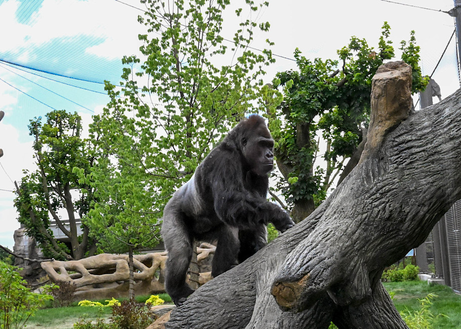 Gorilla Shango at Brookfield Zoo Chicago