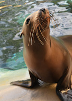 A California sea lion leans on its front flippers, staring up showing off its long whiskers. 
