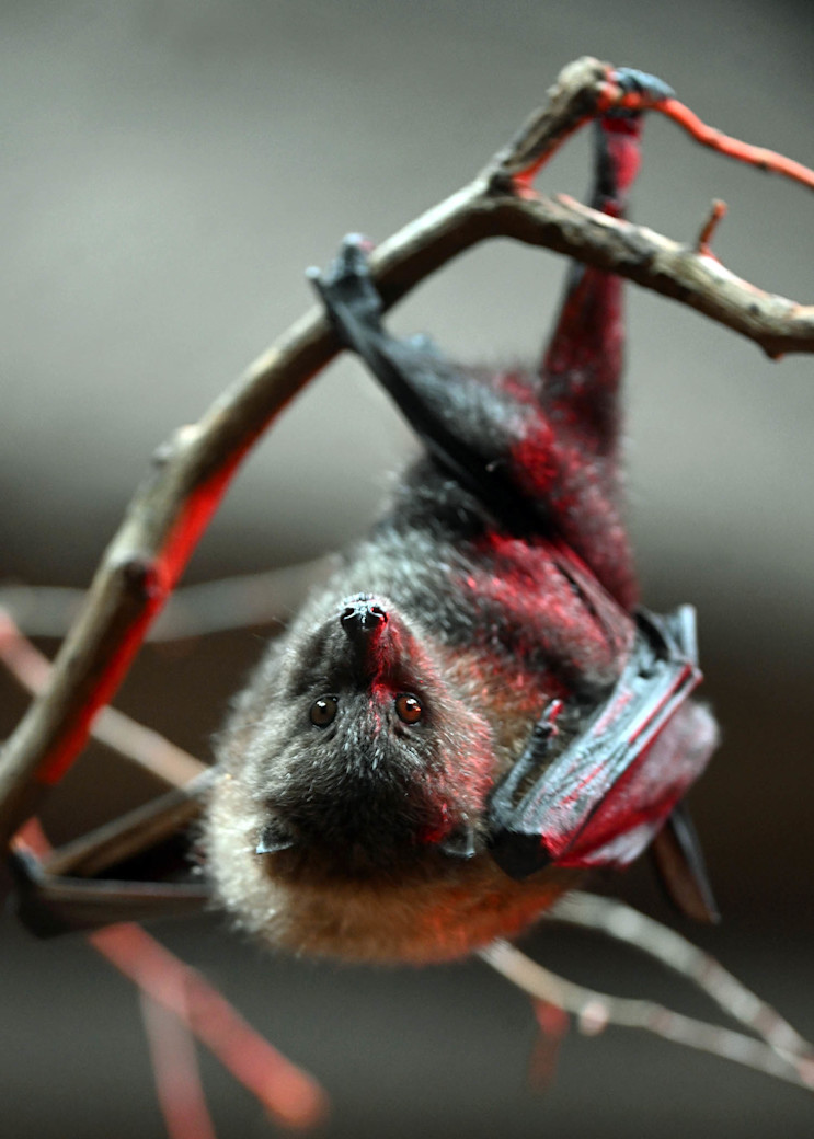 A Rodrigues fruit bat hangs upside down on a branch. 