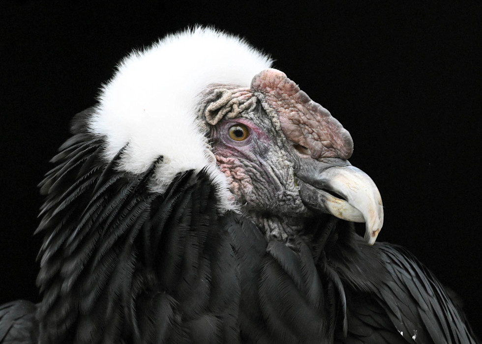 An Andean condor sits in front of black background, its white head feathers surrounding its wrinkled face. 