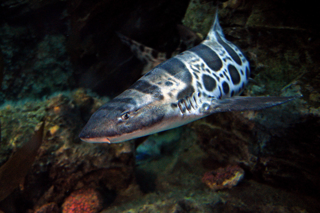 A leopard shark swims towards the camera, showcasing its stripes, spots, and gills. 