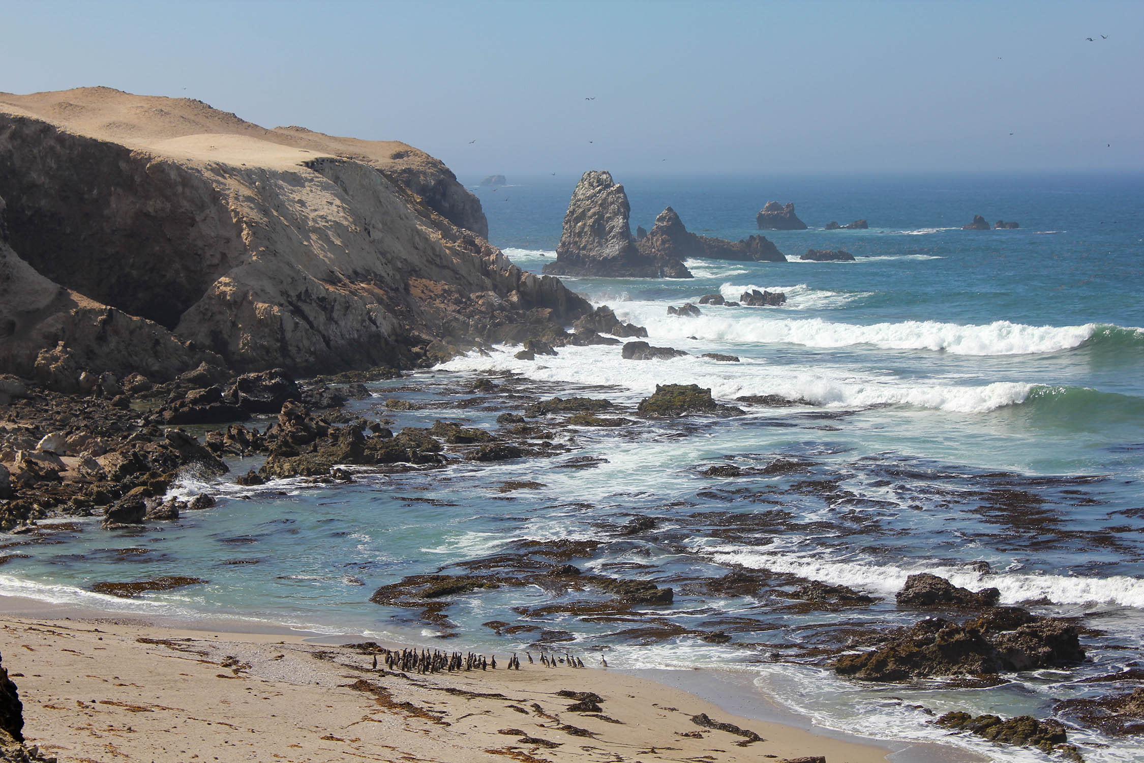 An image of Punta San Juan with ocean and penguins in the background.