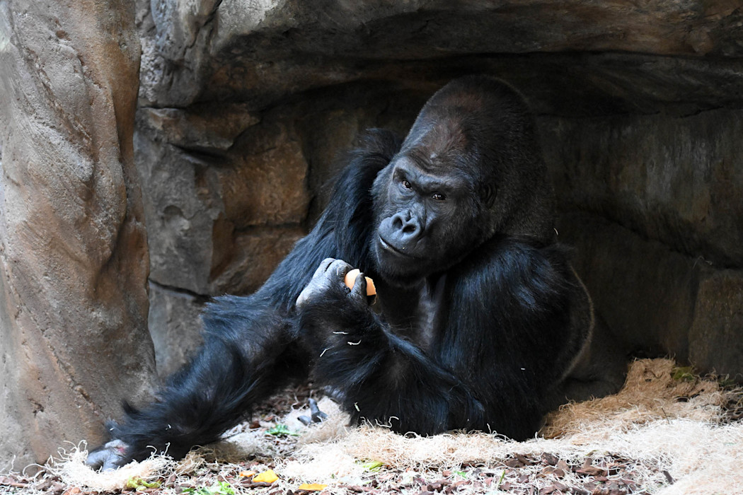 A large male Western lowload gorllla lies in a alcove, holding food in its hand. 
