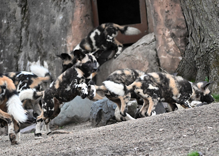African painted dog puppy hops in its habitat after making its public debut at Brookfield Zoo Chicago.