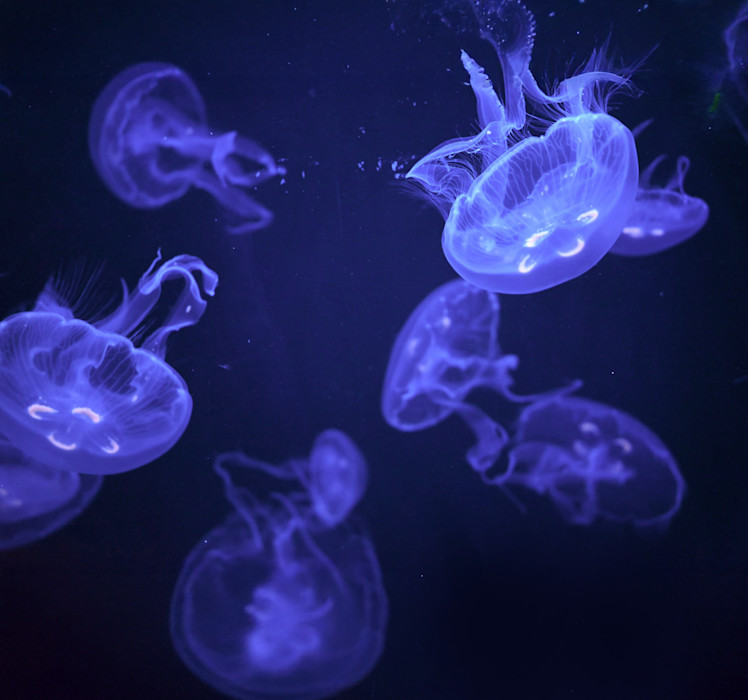 Jellyfishes