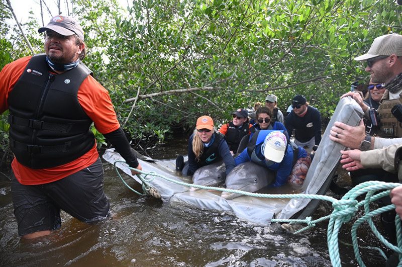 Research-Sarasota Dolphin Research Program-Pine Island Rescue-2024