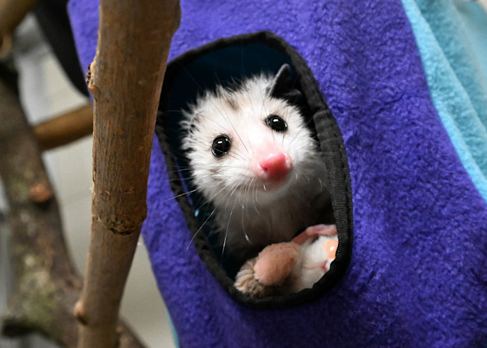 A Virginia opossum sticks its head out of a small purple house. 