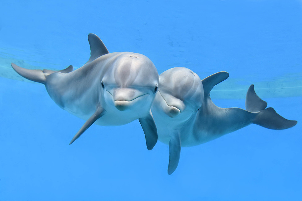 Photograph of two dolphins looking directly into the camera