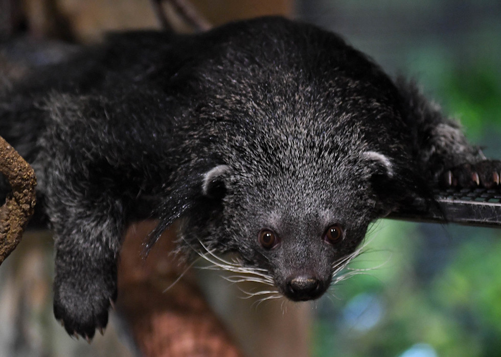 A binturong lies on a branch, leaning over, showing its small face and long whiskers. 