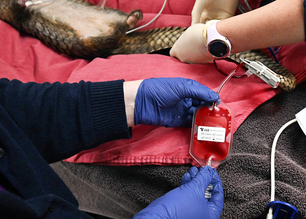 A pangolin during a blood draw at Brookfield Zoo Chicago.