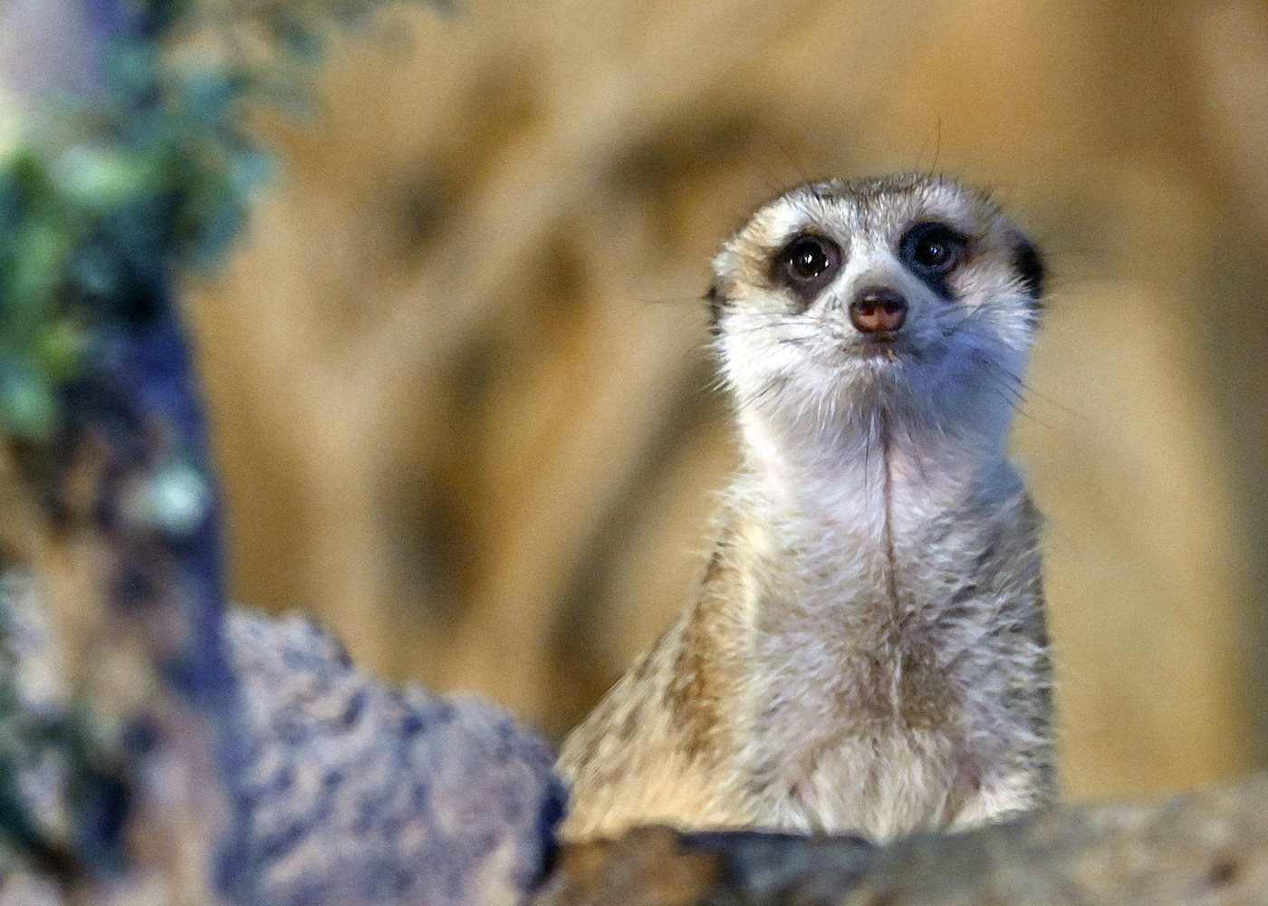 A small meerkat peeks over a rock. 